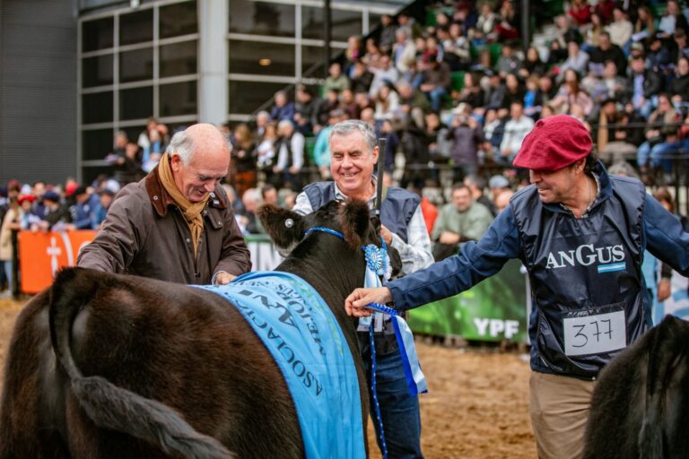 Angus arrancó su participación en la pista de Palermo con 220 terneros y terneras  con una apuesta al futuro