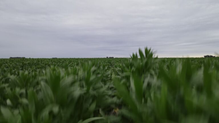 Camelina, “el cultivo versátil que permite diversos planteos productivos”, según especialistas