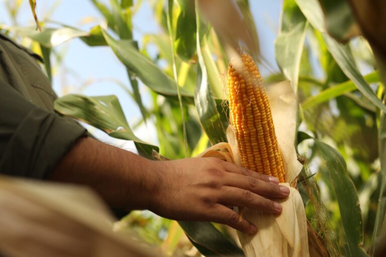 Especialistas evaluaron un retroceso de la Chicharrita, una oportunidad para el Maíz temprano