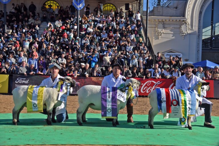 La raza ovina Hampshire Down tuvo su debut histórico en la pista de Palermo