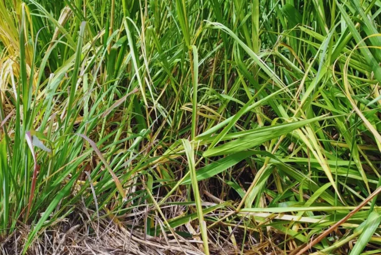 Vicia, el cultivo probado para mejorar la calidad de un suelo degradado