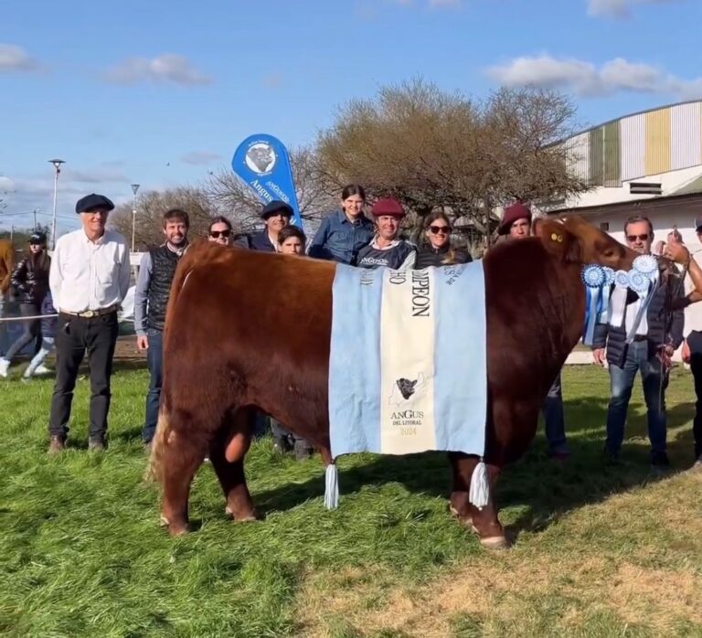 Santa Lucía y Bototí Picú, las cabañas con campeones Angus de la Exposición de Villaguay