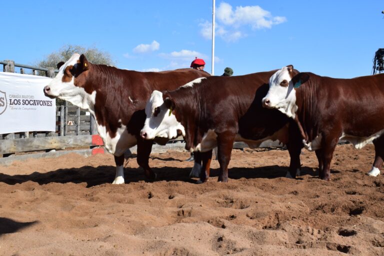 Pagaron 9 millones y medio por un Toro hijo de Midas en el Remate Braford de Cabaña Los Socavones