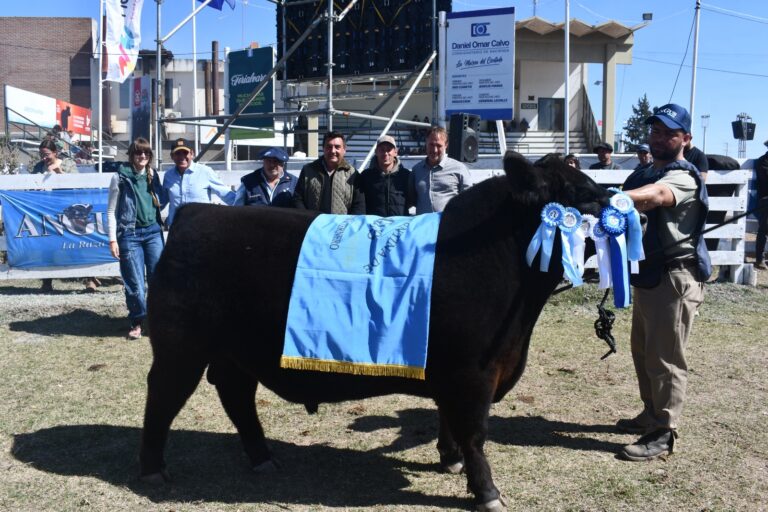 Jura Angus en la Expo Rural de Rio Cuarto: el ternero Gran Campeón fue para la Cabaña El Viejo Zorzal
