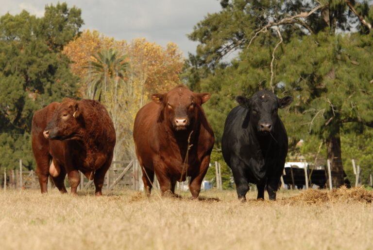Angus de Primavera: Se viene una Expo récord, con más de 14 remates en el Predio de Cañuelas
