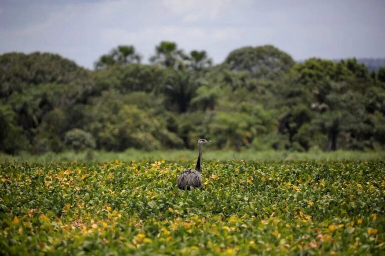 Recuerdan la necesidad de promover espacios para cuidar la biodiversidad en ambientes productivos
