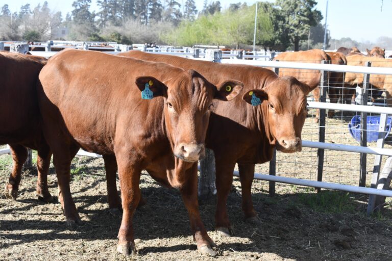 En la Exposición Rural de Río Cuarto los corrales cobran protagonismo con las juras de distintas razas
