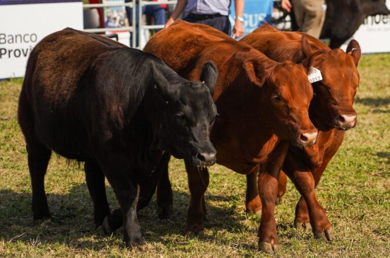 Efecto Seca: Informe de Asociación Angus muestra como se adelantó la zafra de terneros
