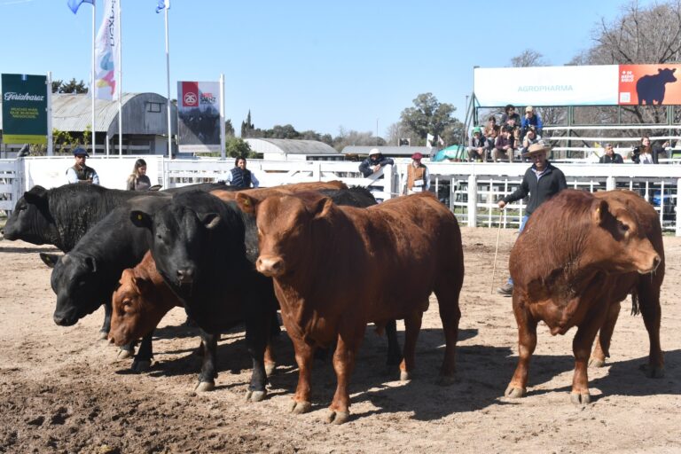 La subasta de Campeones dejó buenos precios en la Exposición Rural de Río Cuarto