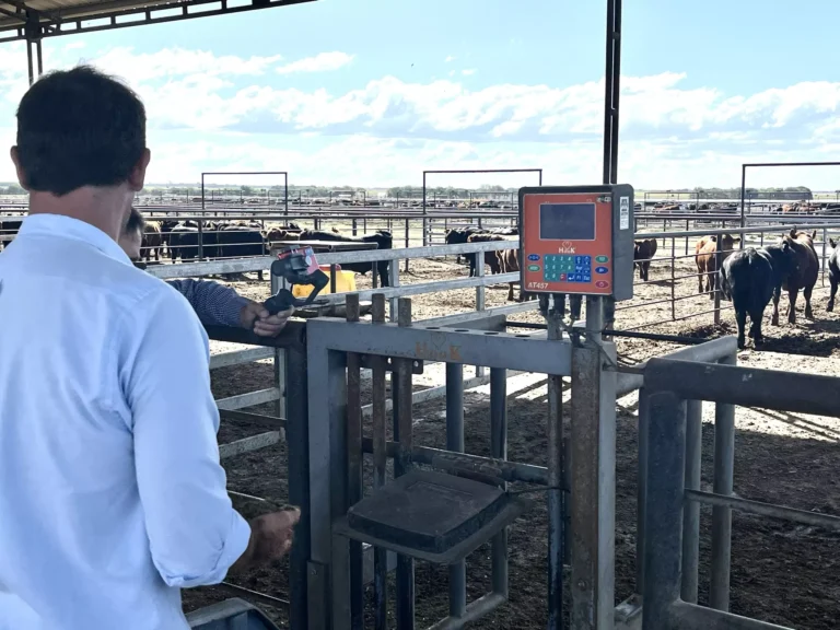 Angus lleva evaluado 900 animales en pruebas de conversión y consumo residual