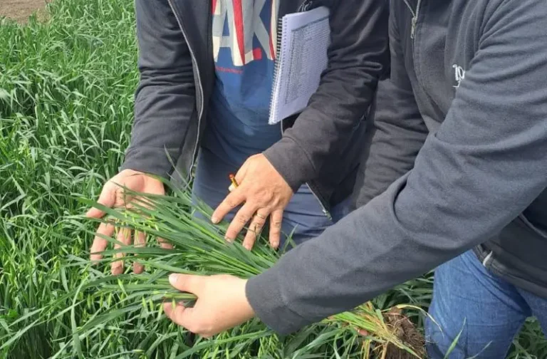 Como es la primera avena apta celíacos de la Argentina presentada por el INTA