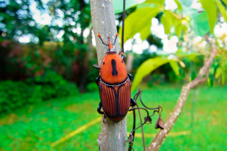 Senasa declara alerta fitosanitaria por el Picudo rojo de las palmeras