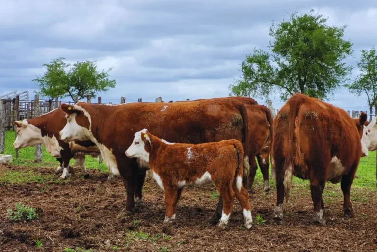 Un ejemplo de la importancia de las Pruebas Pastoriles, en camino a lograr mejoramiento en calidad de carne