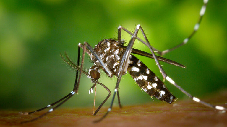 Ante el Dengue, BASF recomienda cómo controlar el mosquito Aedes aegypti de forma temprana