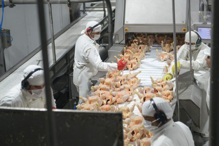 Las exportaciones avícolas crecieron 20% en los primeros 10 meses del año
