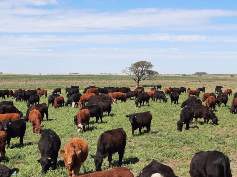Asociación Grassfed Argentina Regenerando Suelos: producción a pasto con sistemas eficientes y saludables