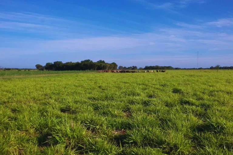 Especialistas del INTA desarrollan una guía para el manejo de pasturas en Formosa y Chaco