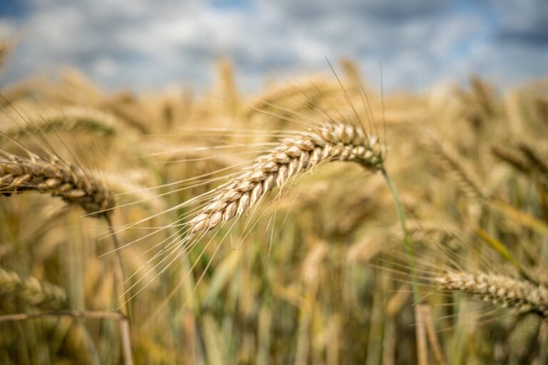 El trigo tiene buenas noticias, por la baja de costos y por una producción que entusiasma