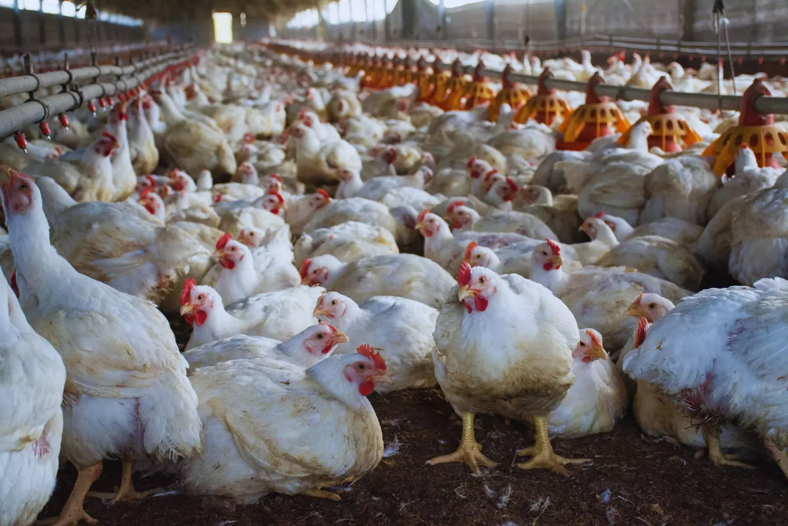 INTA Concepción del Uruguay evaluó con muy buenos resultados el apilado de cama de pollo