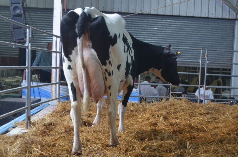 La salud mamaria bovina centra una jornada de especialistas en la Universidad de Río Cuarto
