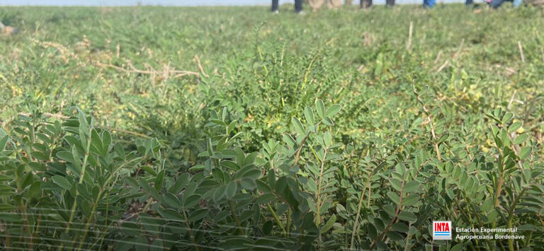 Se viene el Webinar de Peman Semillas: Sainfoin, la leguminosa antiempaste para regiones semiáridas