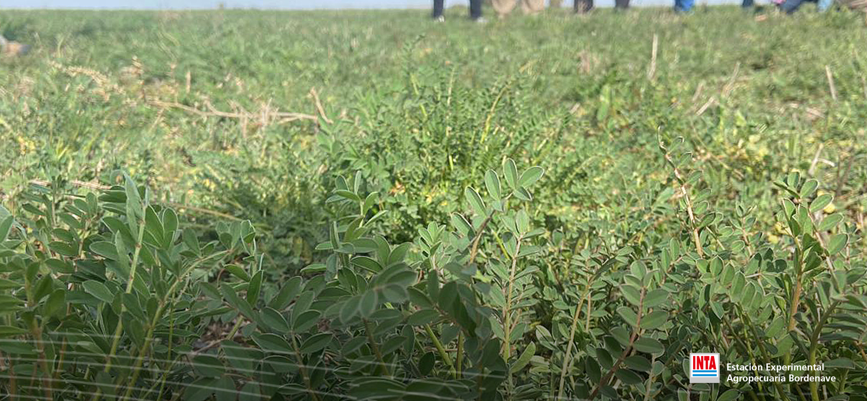 Se viene el Webinar de Peman Semillas: Sainfoin, la leguminosa antiempaste para regiones semiáridas