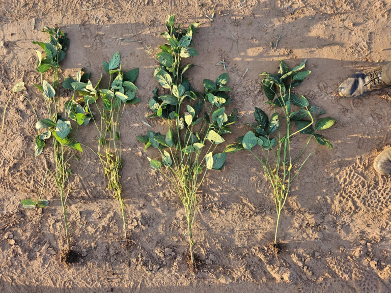 La fertilización foliar como herramienta para mitigar el estrés de las plantas