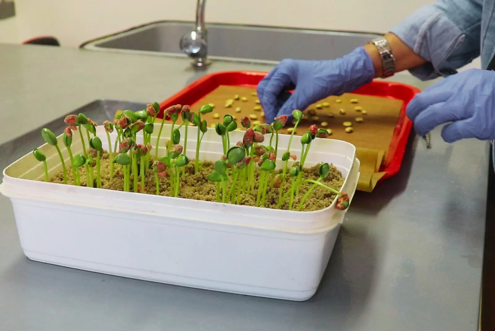 Desarrollan nueva técnica de laboratorio para determinar la calidad de semillas de soja