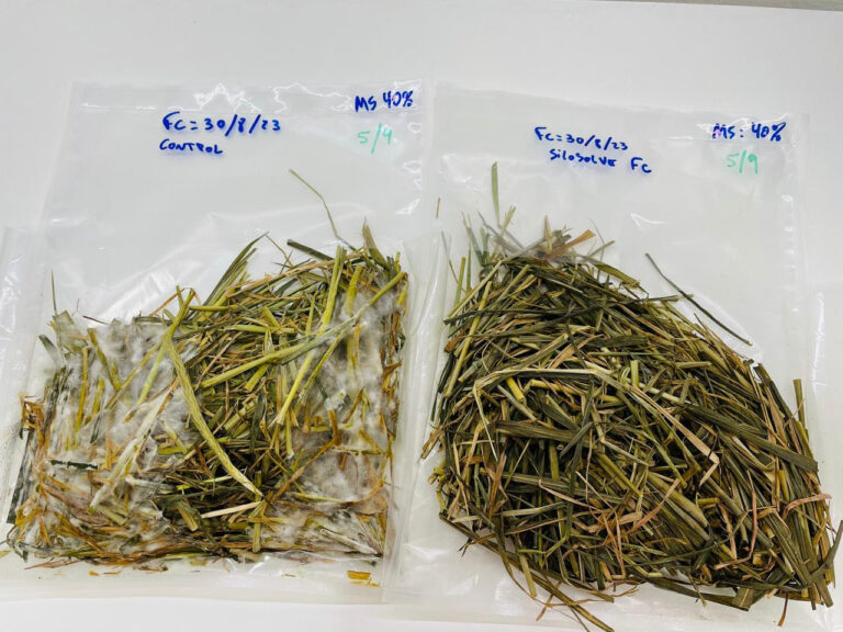 Desarrollan innovación para mejorar la calidad y conservación del silaje