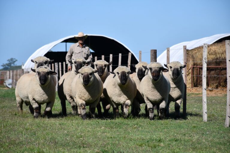 La carne ovina avanza hacia la mesa de los argentinos: el fuerte posicionamiento de la raza Hampshire Down
