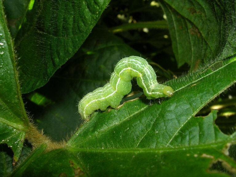 Control de plagas: una solución con menor impacto ambiental evoluciona para vencer a lepidópteros