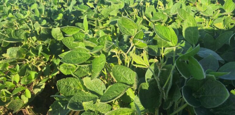 La soja es el cultivo que mayor pérdida de poder adquisitivo ha tenido en el último año