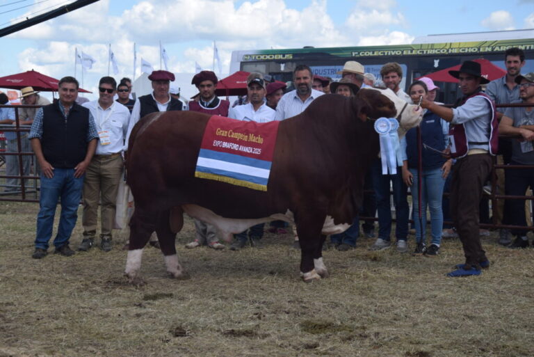 Cabañas del Norte resultaron consagradas en «Braford Avanza», en la pista de Expoagro