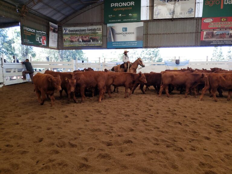 Consignaciones Córdoba anuncia 800 cabezas para su remate del lunes 10 de noviembre en Jesús María