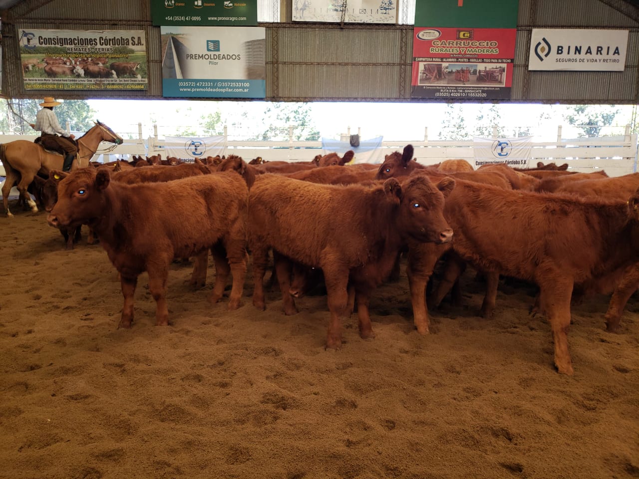 Subas en la hacienda de consumo en el primer remate del año de Consignaciones Córdoba