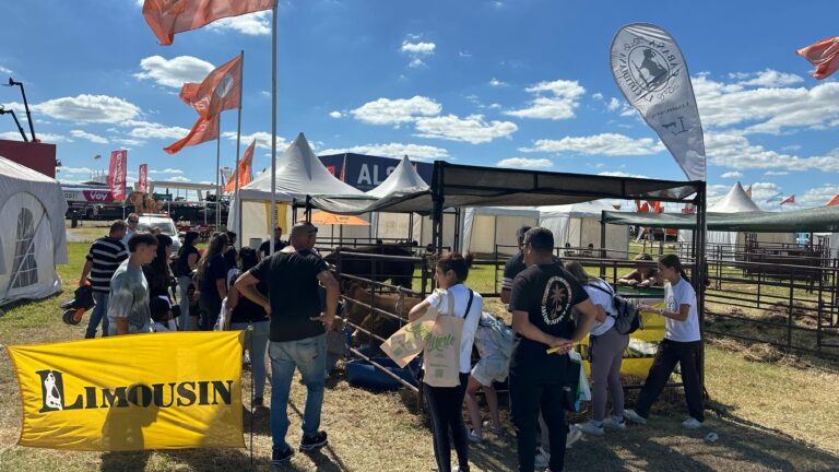 Limousin expuso sus ventajas como raza carnicera en Expoagro 2025
