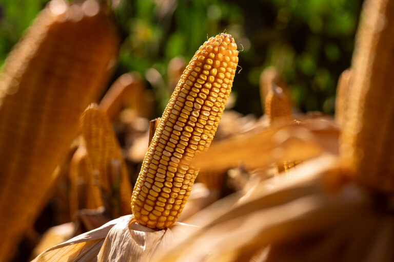 NK presenta un nuevo maíz y más genética para los productores en Expoagro 2025
