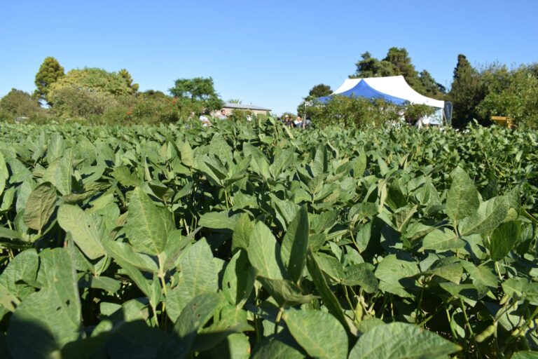 La Soja terminó la ronda en terreno positivo, mientras caen los cereales en Chicago
