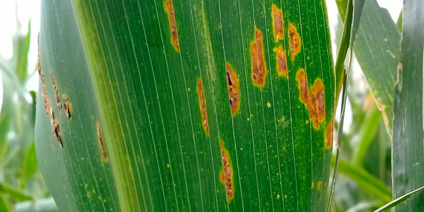 Informe Laboratorio de Fitopatología UCC: alerta por enfermedades fúngicas en Centro Norte de Córdoba