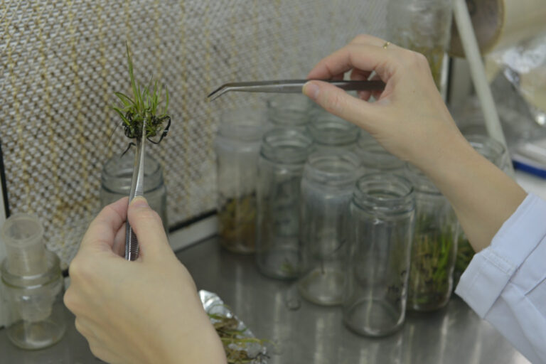 Aprueban una levadura para mejorar la producción de bioetanol y una vacuna para fortalecer la sanidad animal