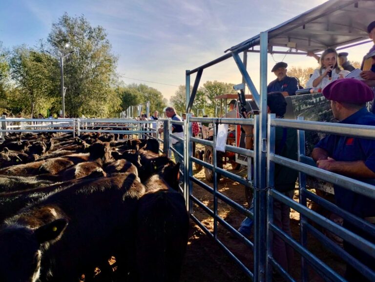 El primer remate de Terneras Angus Certificadas se destacó por la calidad y precios espectaculares