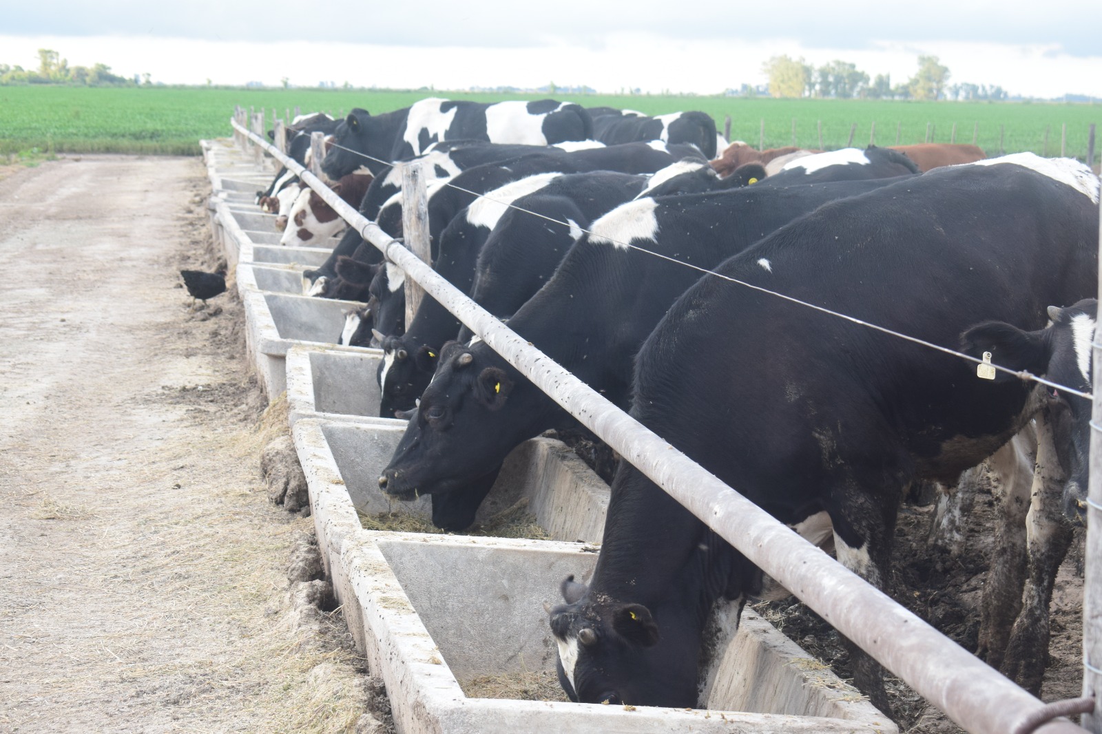 Lanzan la 2da. Cohorte de la Diplomatura en Producción Bovina con acento en la Gestión de Alimentación