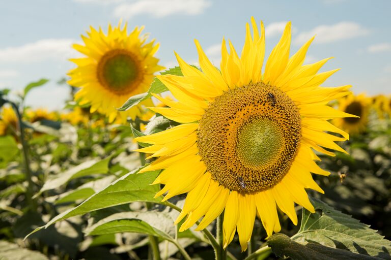 InSun, el nuevo híbrido de girasol de BASF que genera expectativas positivas en el sector