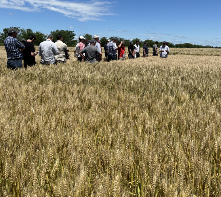 Neogen Semillas impulsa al agro y lanza productos con genética de vanguardia