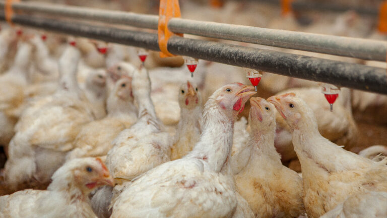 Argentina refuerza controles de Influenza aviar por un brote en granja comercial en Brasil