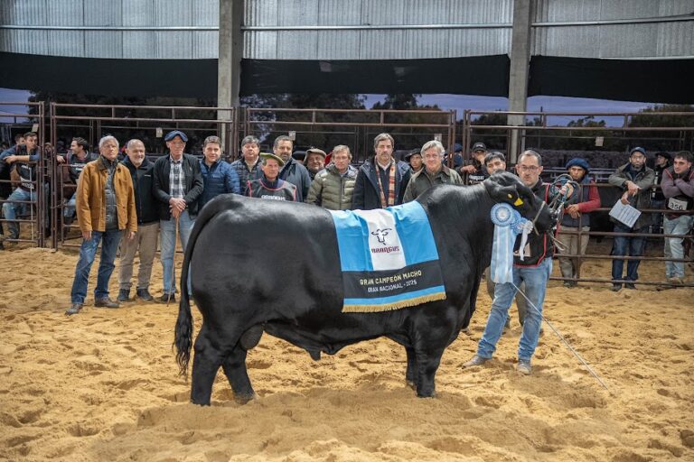Brangus demostró su escelente momento en la pista de la Rural de Corrientes
