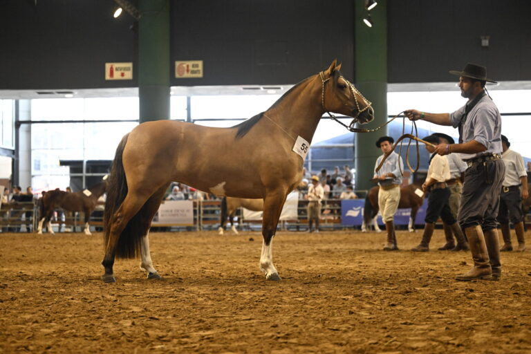 Caballos Criollos suman tradición, raza y futuro en las Nacionales de Corrientes