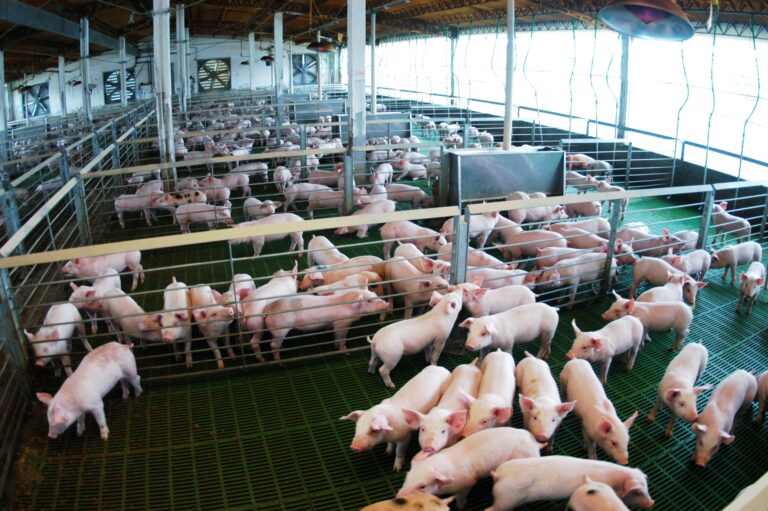 La carne porcina argentina llega por primera vez a Filipinas