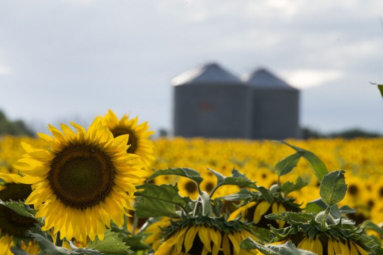 INTA y Conicet desarrollan modelo de IA para monitorear cultivos de girasol