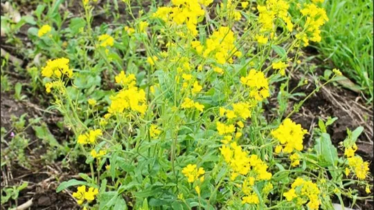 REM de Aapresid confirma un nuevo caso de Resistencia de Brassica rapa a flurocloridona